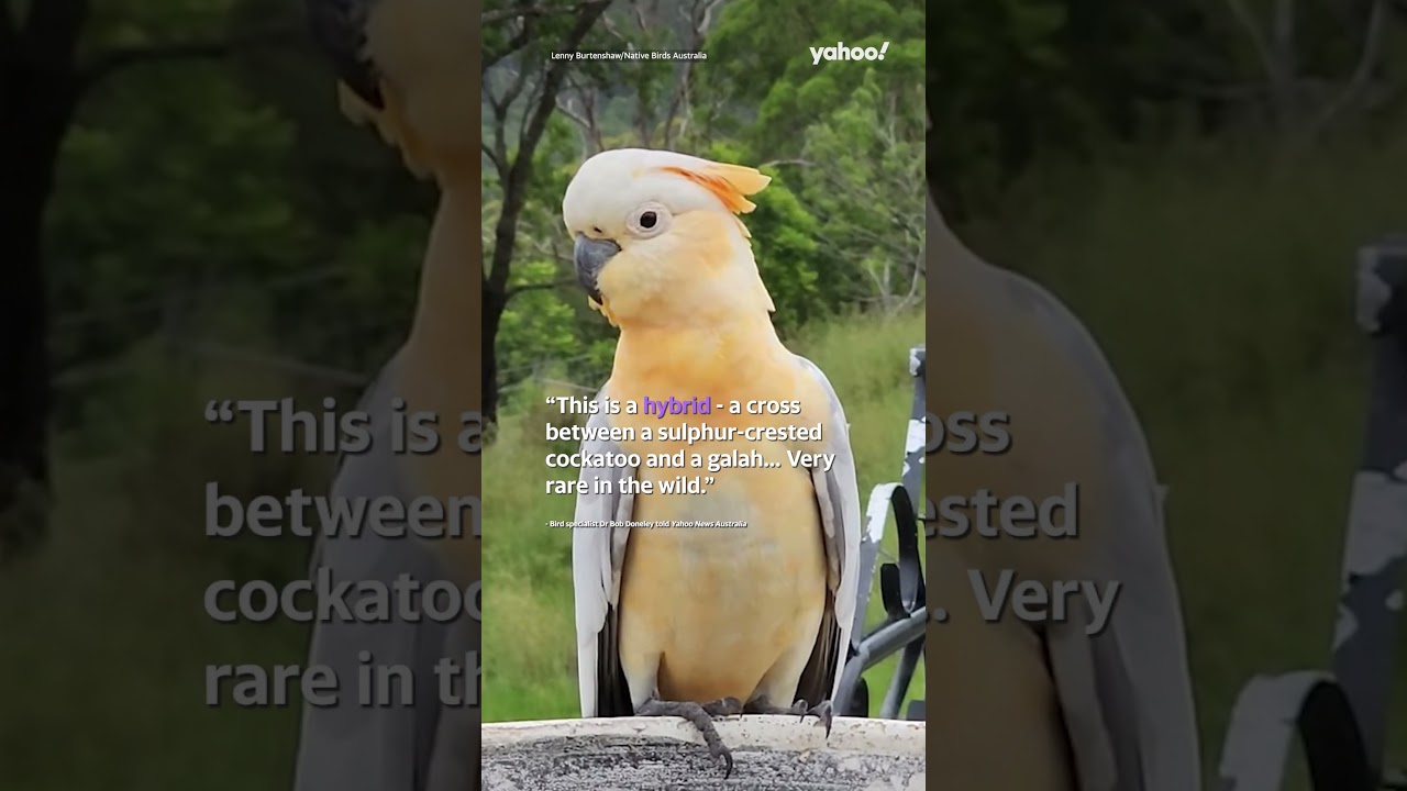 Incredibly rare hybrid bird sighting on rural property amazes Aussies | #shorts #yahooaustralia