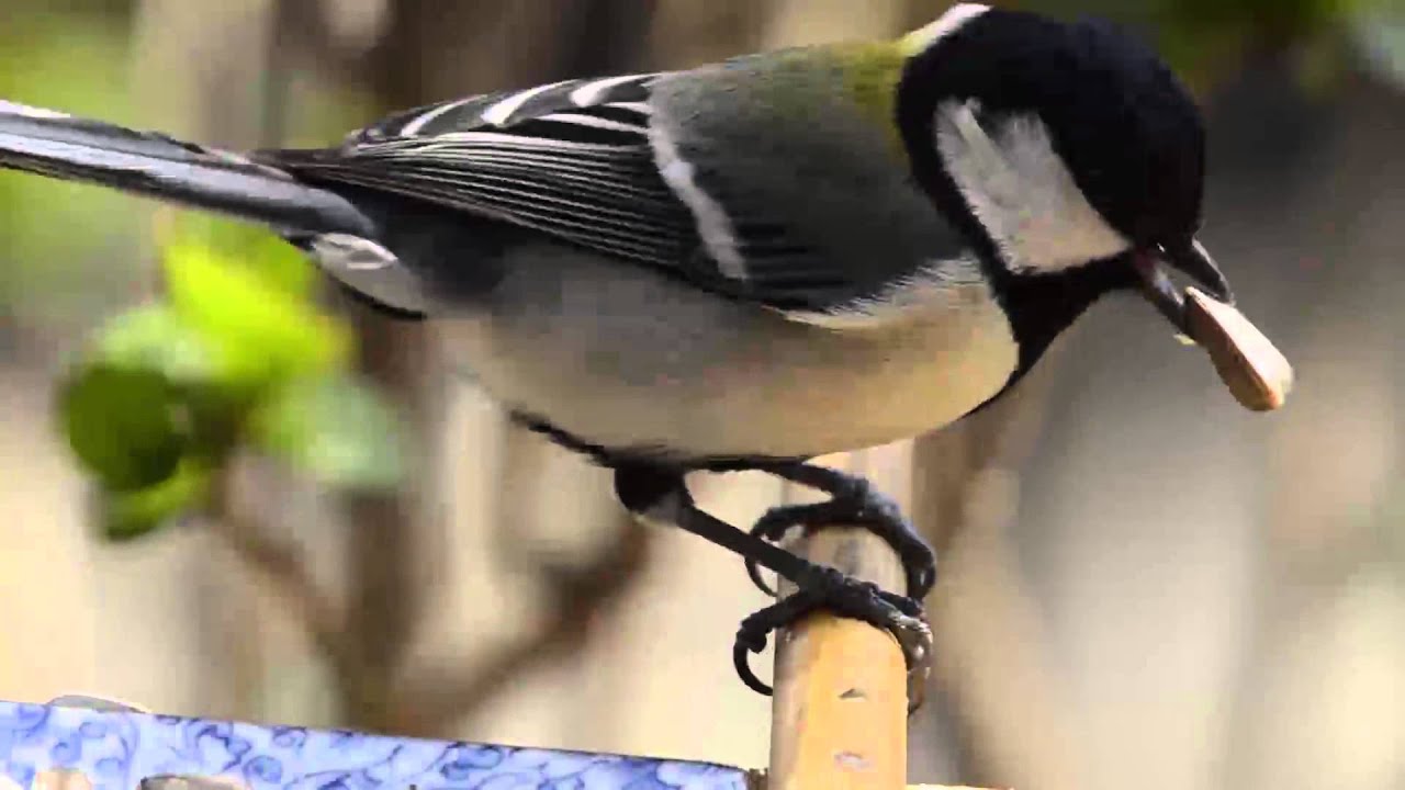 餌台に来たシジュウカラの生態