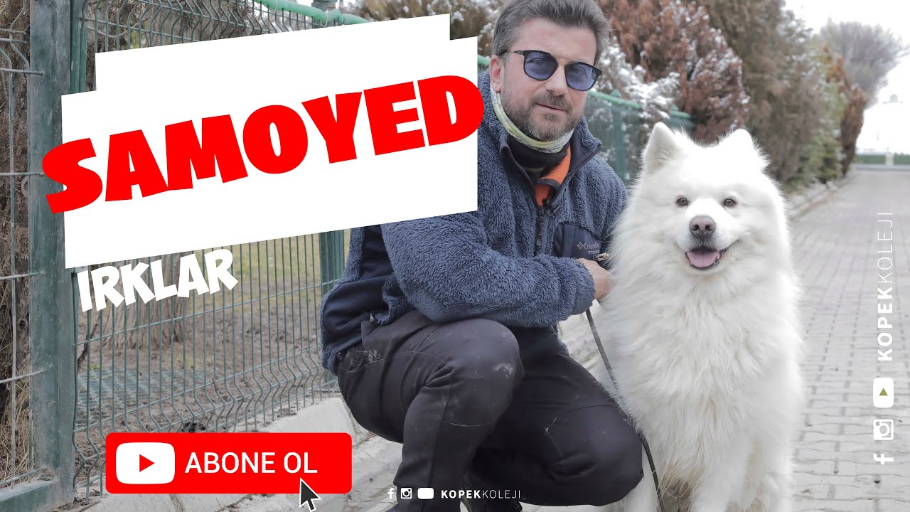 Köpek Irkları - Samoyed