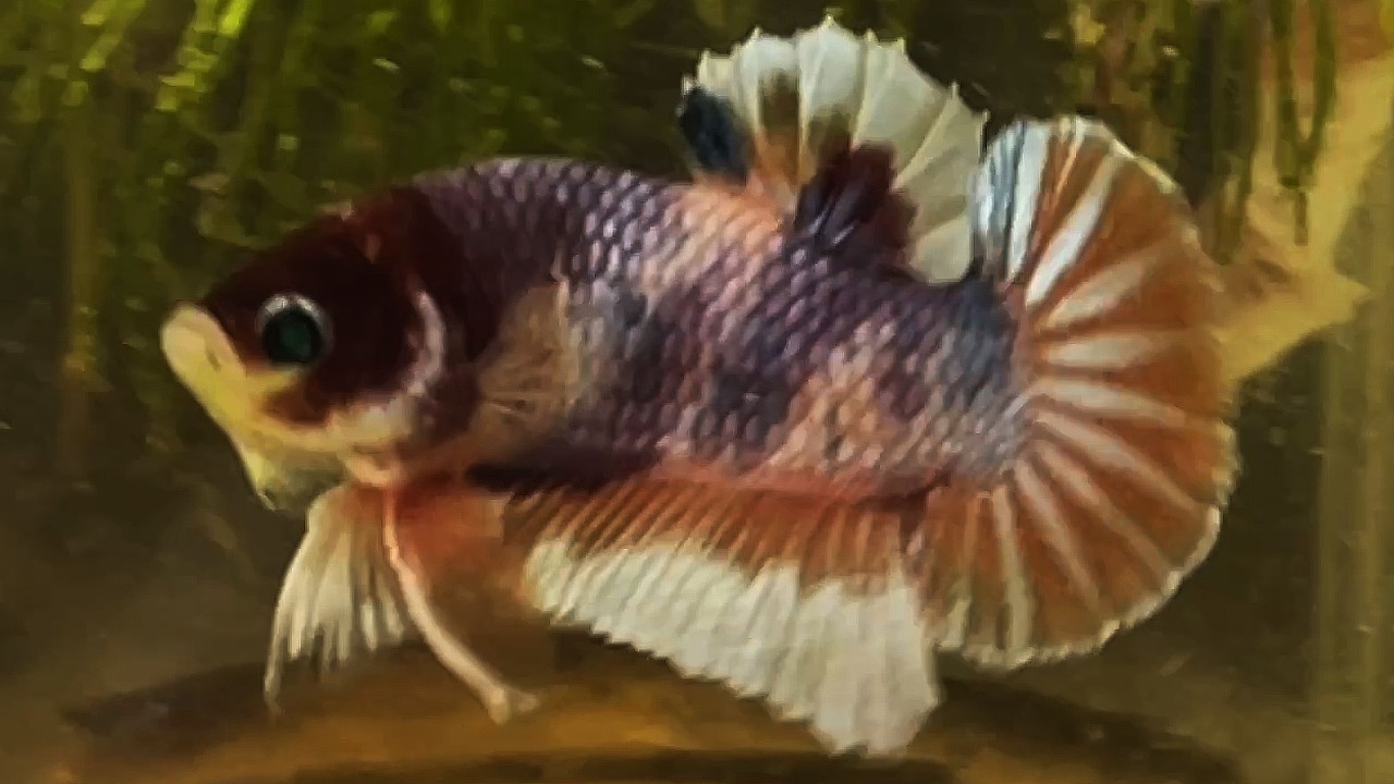 koi multicolor