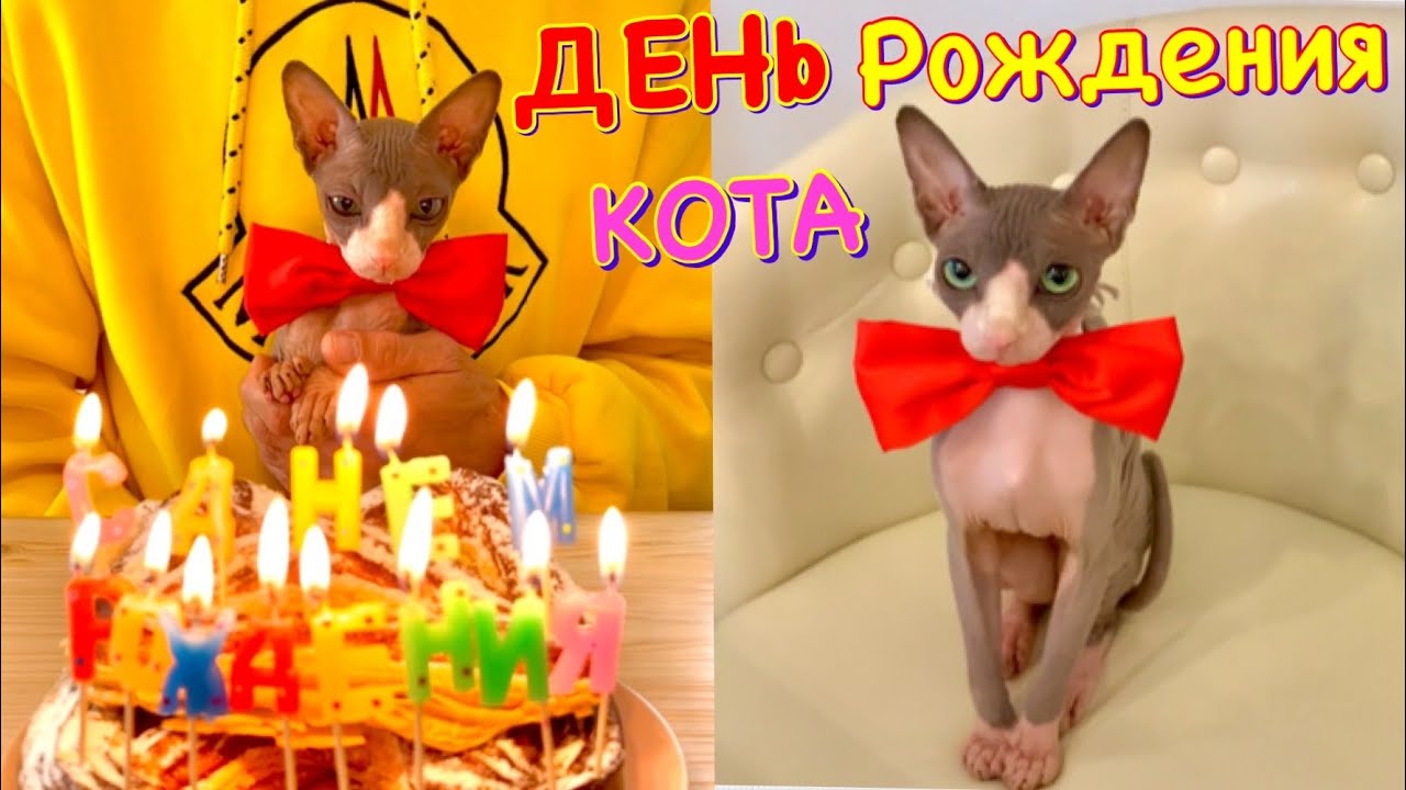 КОШАЧИЙ День Рождения 😻