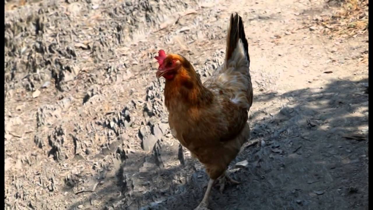 ALAÇAM GÖKÇEAĞAÇOYMAĞI MAHALLESİ KISA FİLM