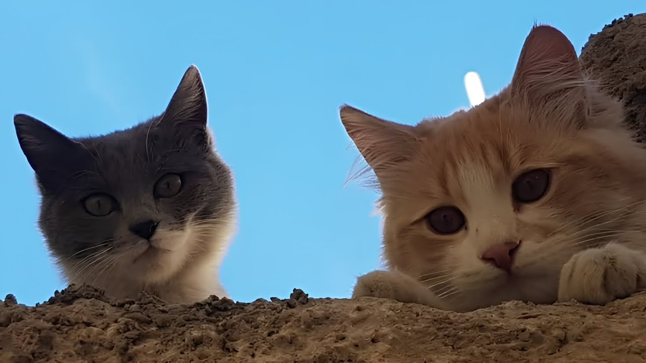 You Laugh You Lose: Party Animals Edition 🎊 | Funny Animal Videos
