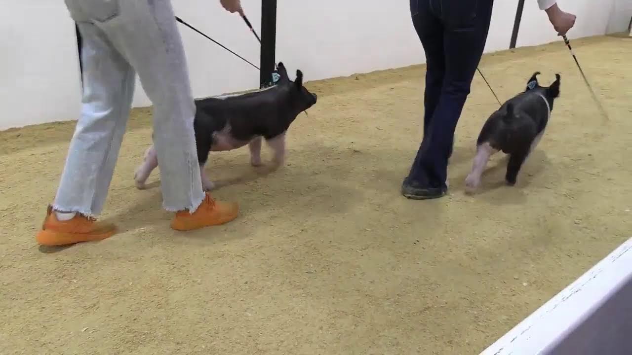 Top Shelf Showpig Sale 2023