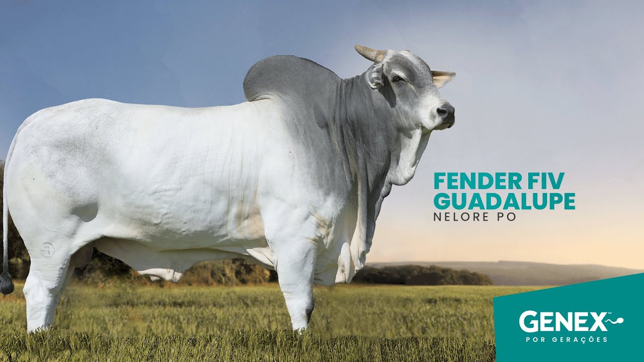 FENDER FIV GUADALUPE - TOURO NELORE PO