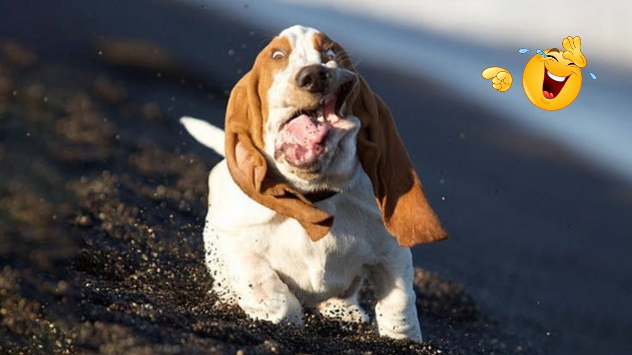 HILARIOUS DOGS Being Weird 🤪 NEW Funniest Dogs Video 2026