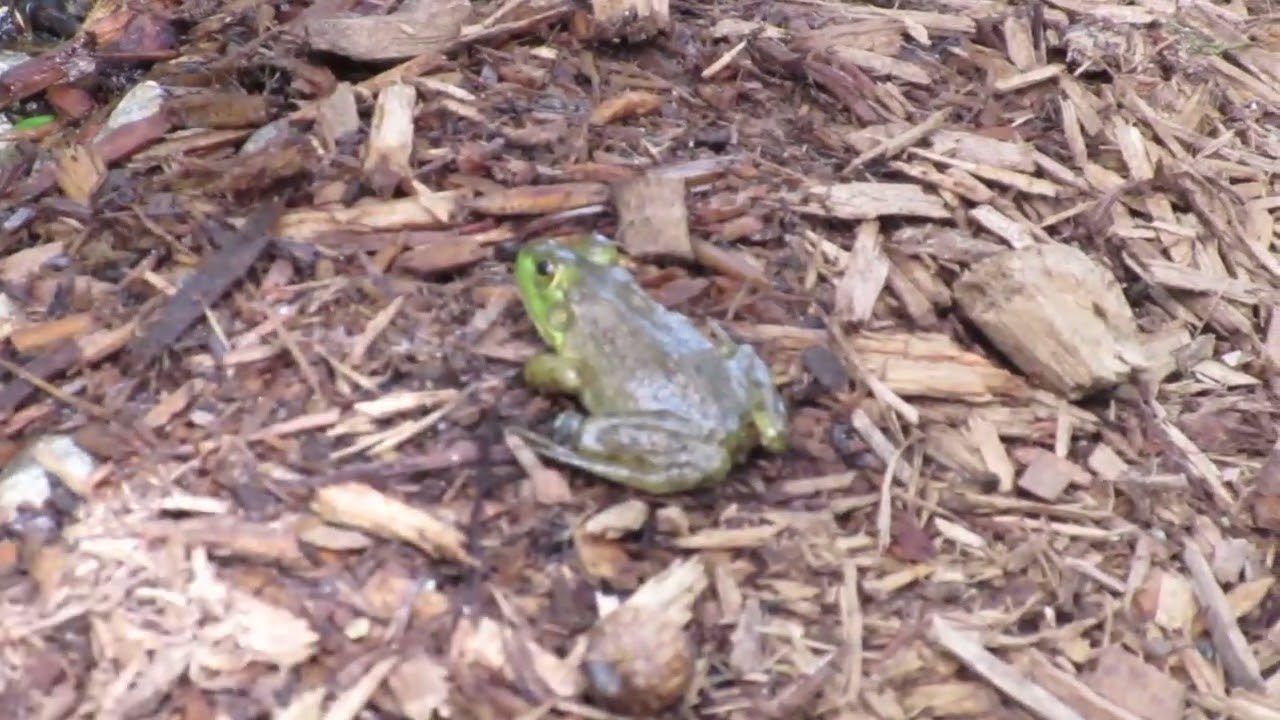 Frog Pond Rewind