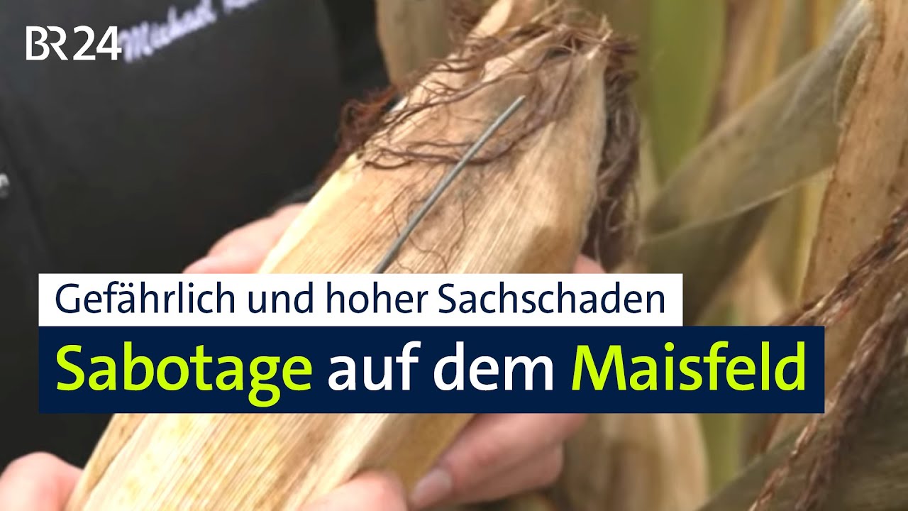 Metallteile im Maisfeld: F&uuml;r die Landwirtin ist das eine Katastrophe | Abendschau | BR24