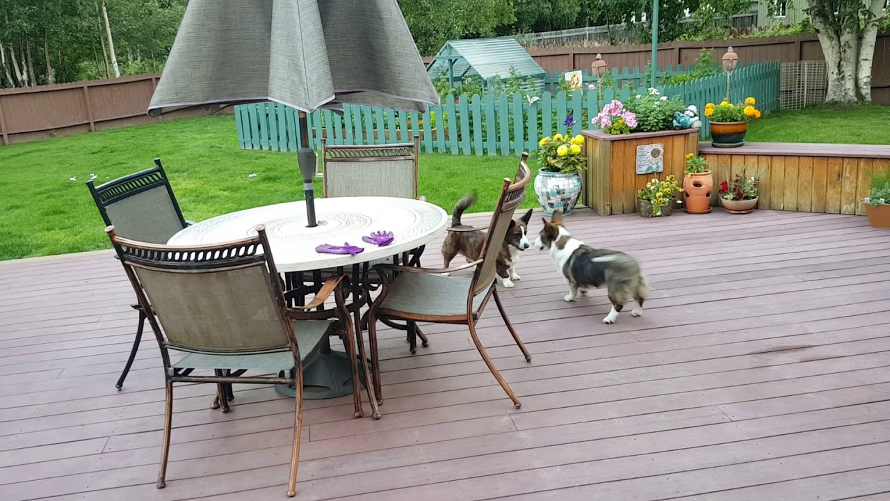 Cardigan Welsh Corgi frapping.