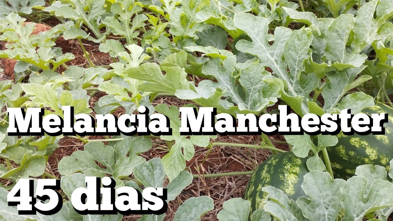 Melancia Manchester com 45 dias 