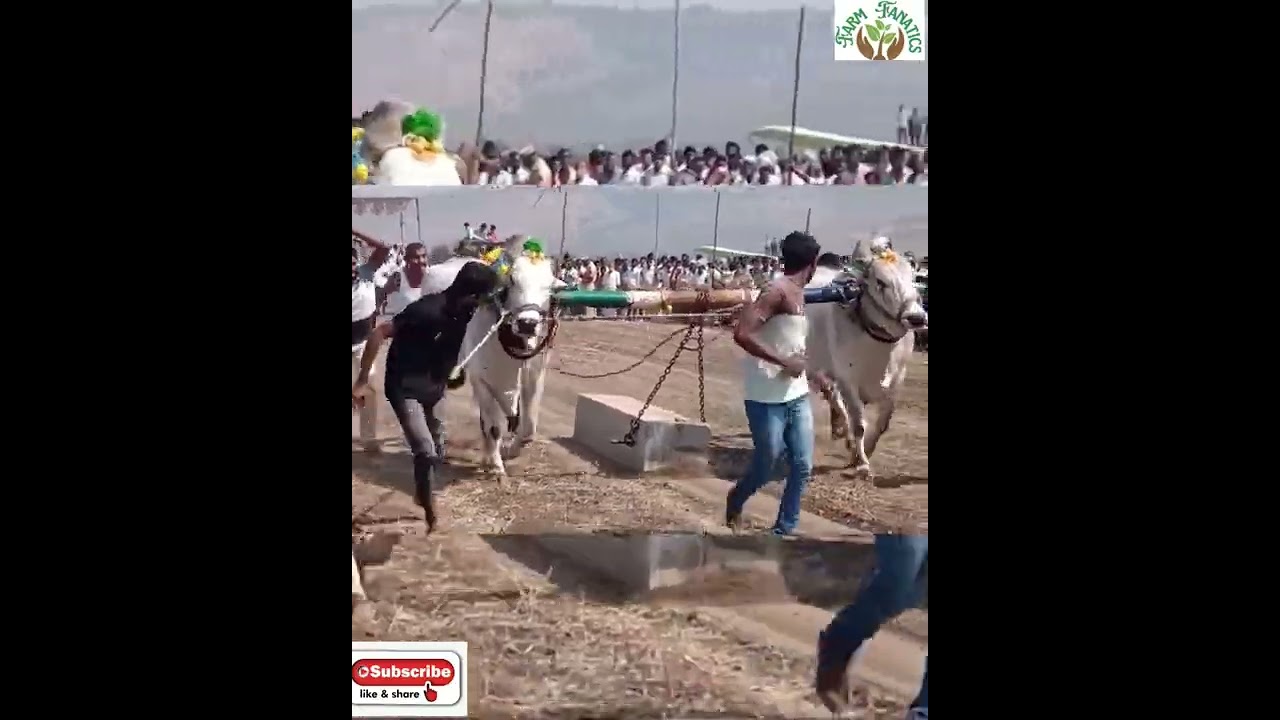 Ongloe Bulls Stone Pulling