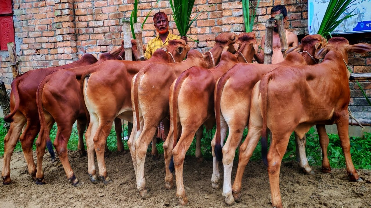 ৩১/১০/২৫ অরজিনাল শাহিওয়াল ষাড় বাছুর কিনুন ৬২৫০০ টাকা পিচ এ বডার এলাকা থেকে।