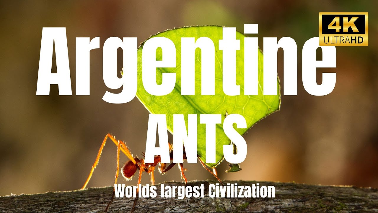 Exploring the Amazing World of Argentine Ants: Inside a Super Colony |4K HD #adventure #ants #nature