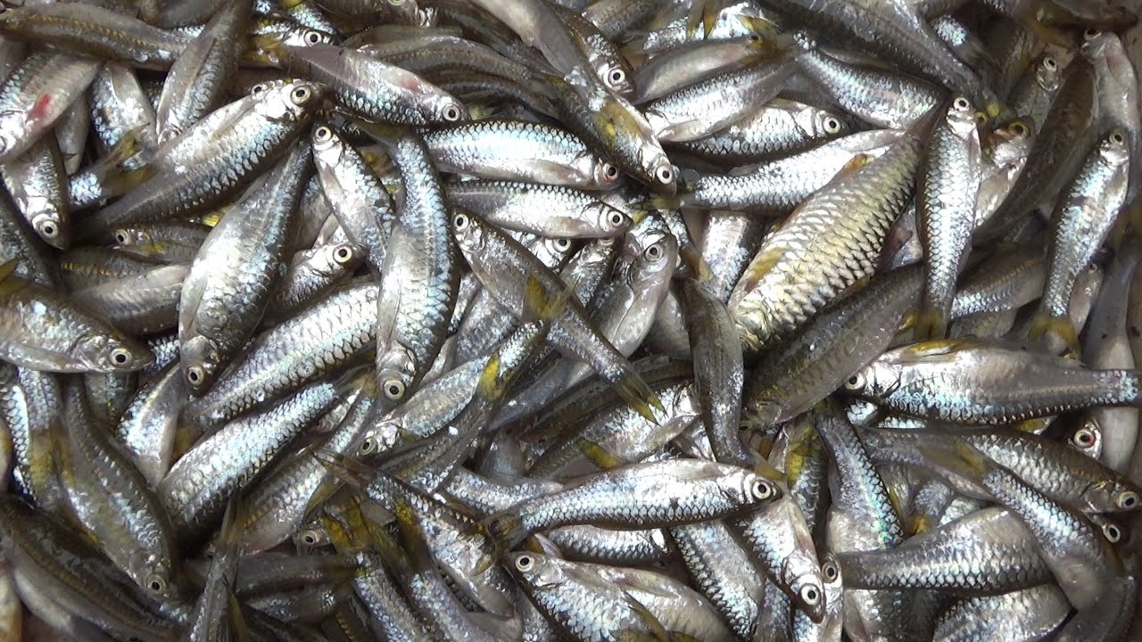 Menggunakan umpan simpel mie instan campur pelet ikan hasil bubu payung melimpah #DB-491
