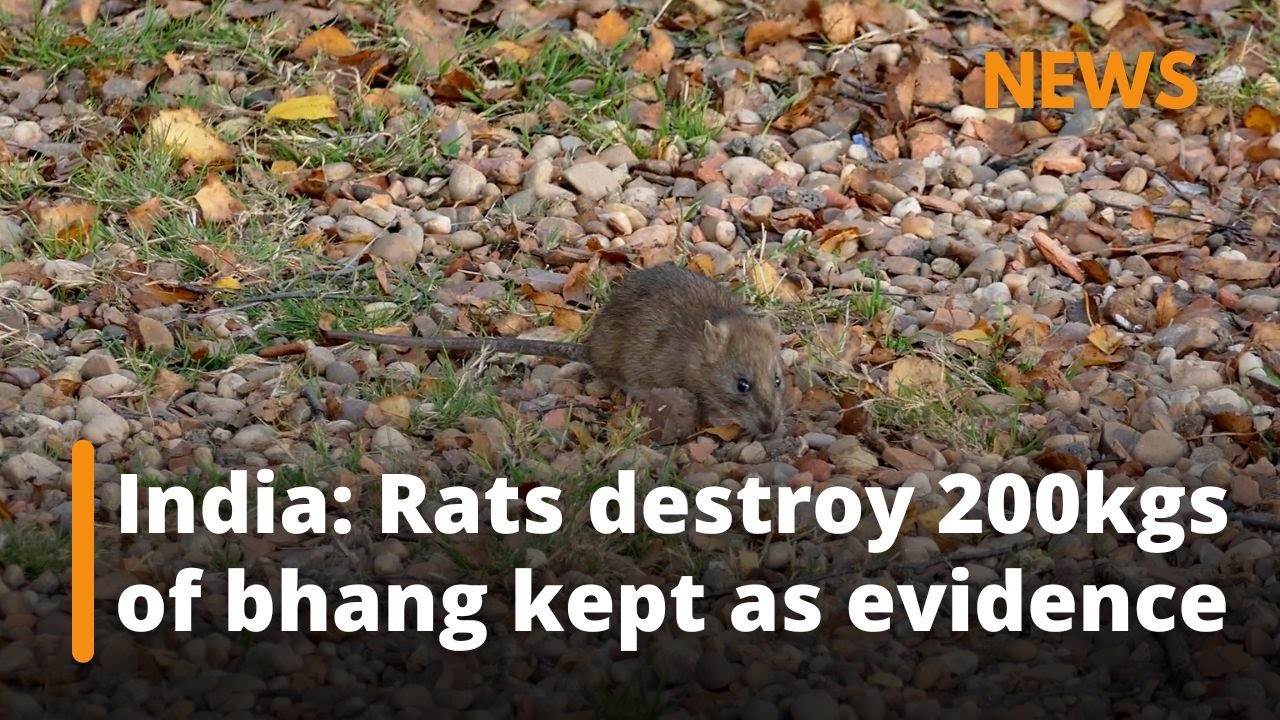 India: Police blame rats for eating 200kgs of bhang kept as evidence