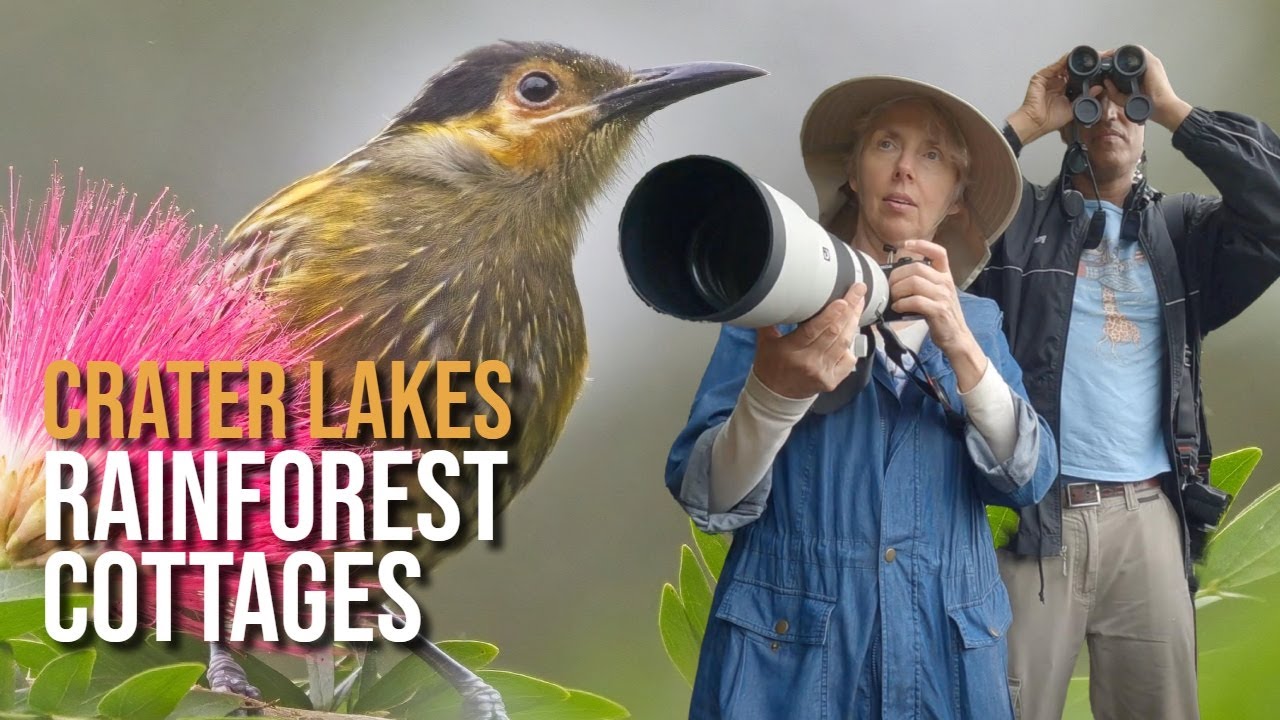 4 days in a TROPICAL rainforest DRIPPING with BIRDS