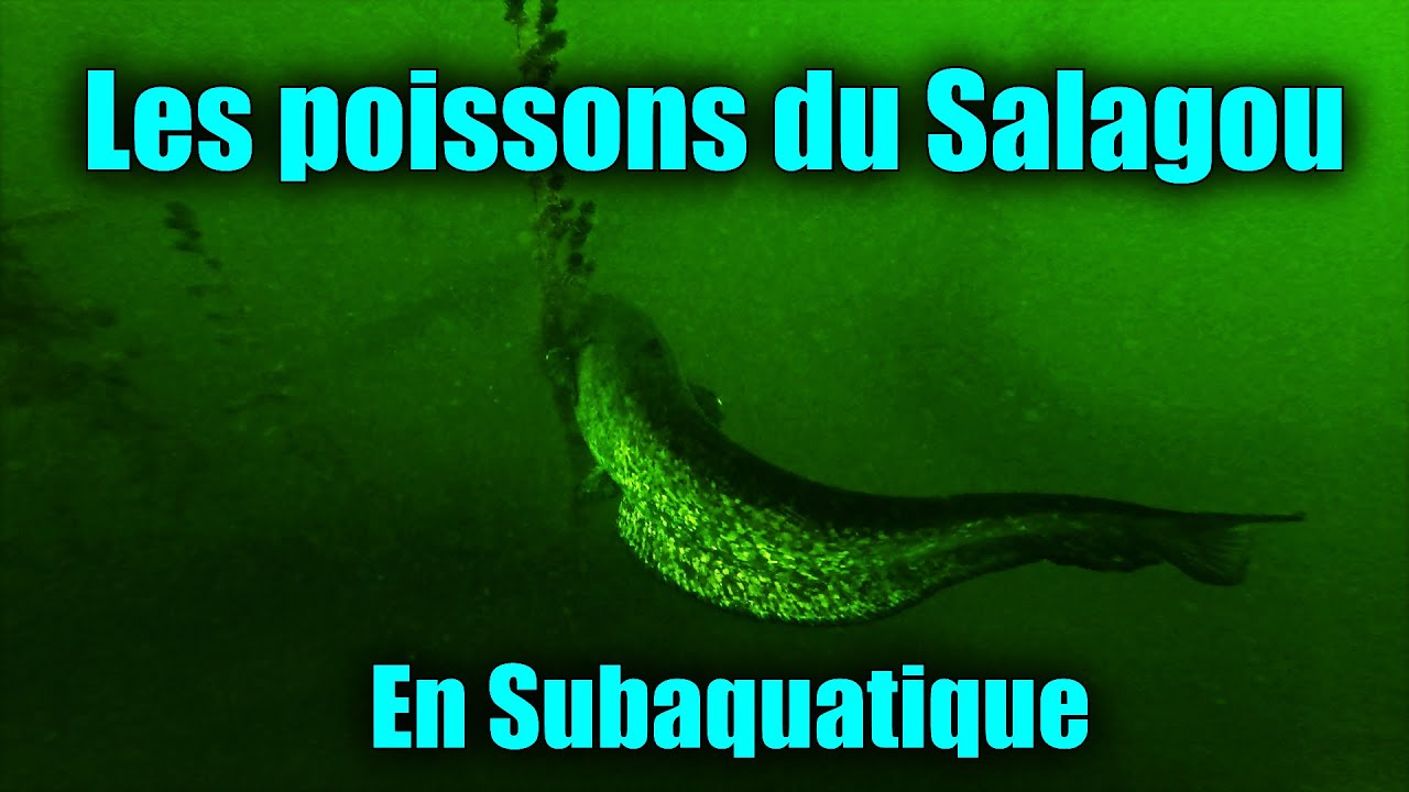 Le SALAGOU en SUBAQUATIQUE (Silures, Brochet, Sandres...)  
