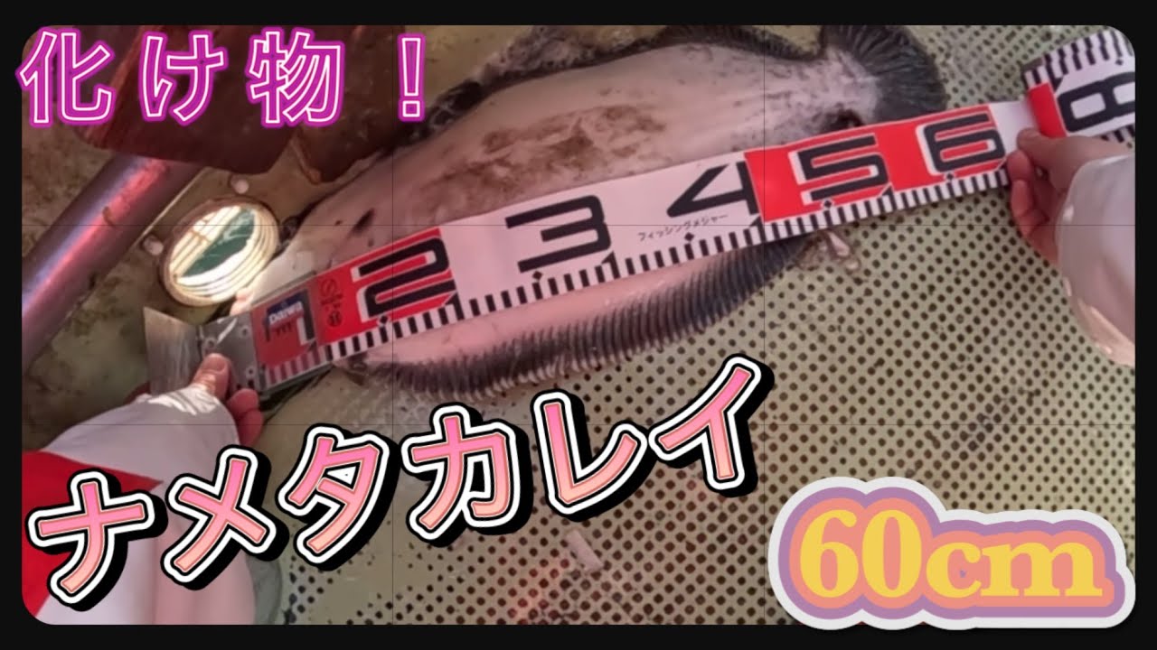 まったりカレイ釣りで巨大カレイが...‼