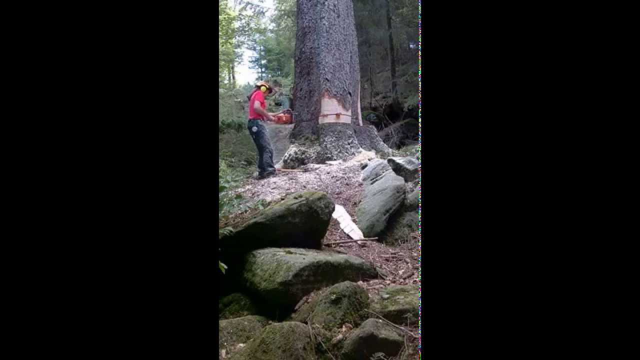 abattage traditionelle d'un gros épicéa de 8m3 ( Vosges)