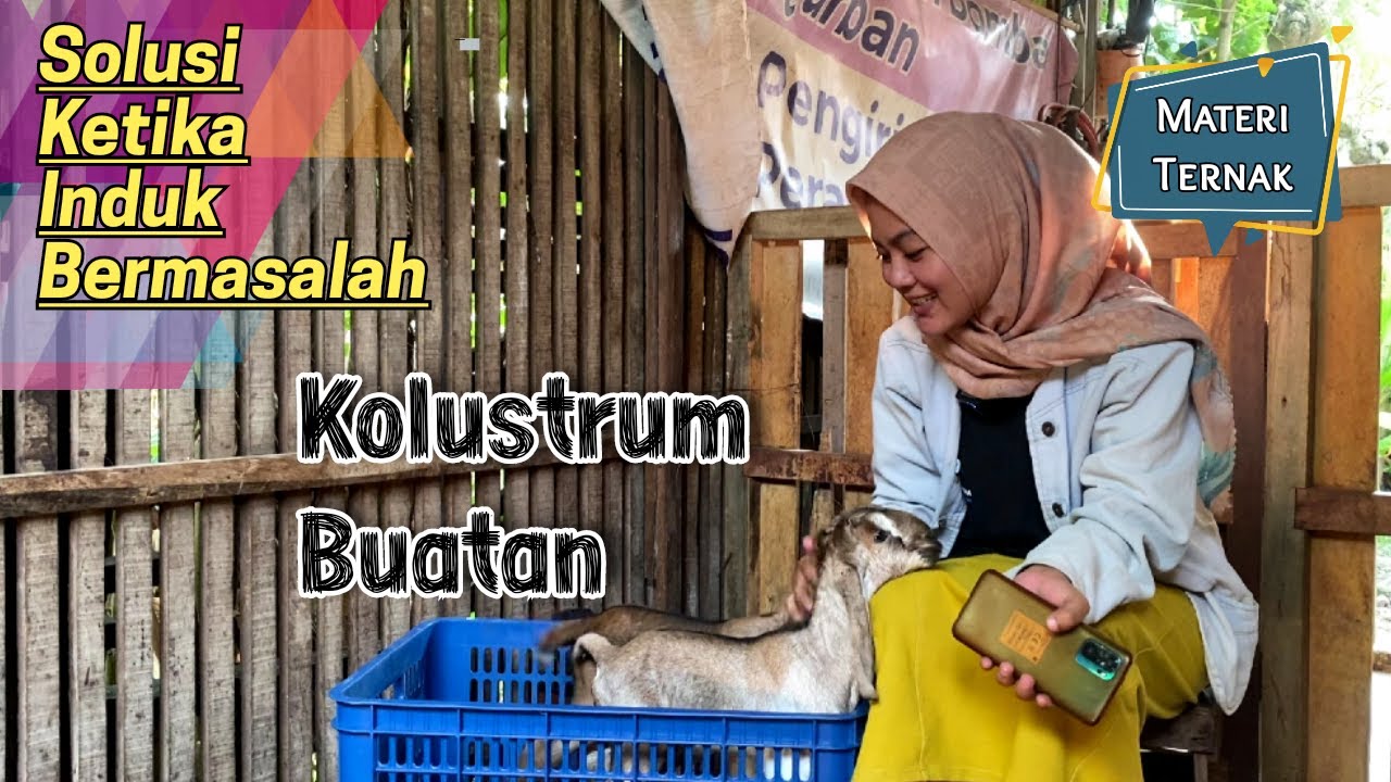 KOLUSTRUM BUATAN Untuk Cempe Baru Lahir | KERABAT TERNAK