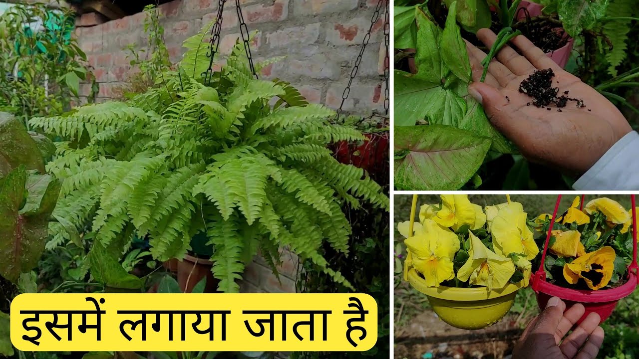 potting mix for hanging basket plants