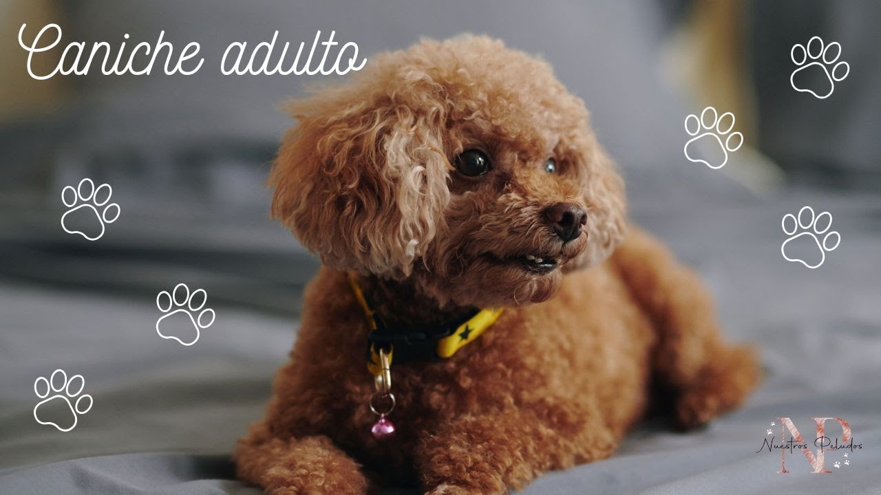 ! Perro Caniche toy adulto, gu&iacute;a de la raza!