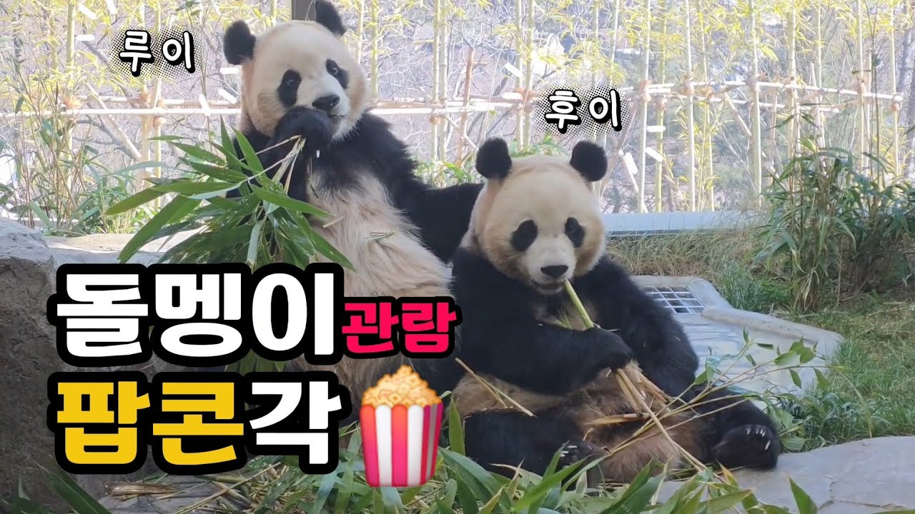 🗓20260209 세컨하우스 🎦돌멩이 관람 팝콘각 | 강할버지 목소리가 들리니?🎦 💕🐼루이바오🐼후이바오💕
