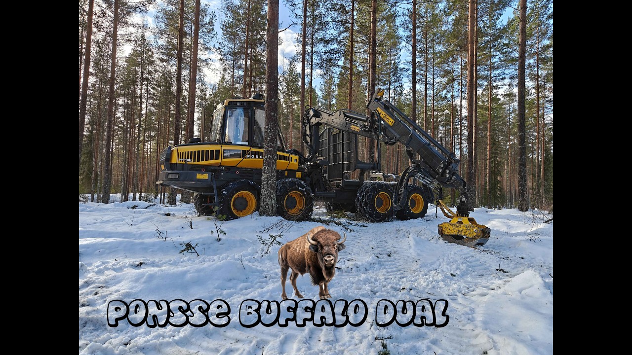 kuorma kuitua amatöörin ajamana / ponsse buffalo dual