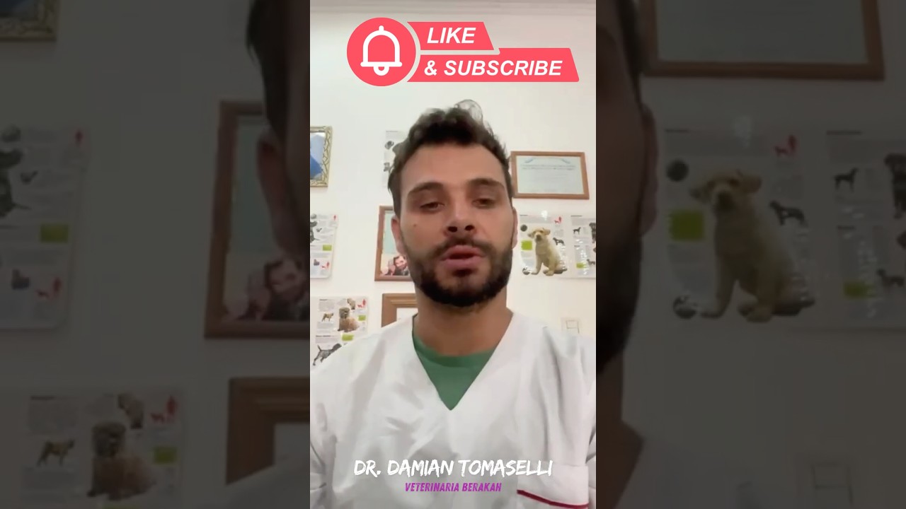 Cómo saber si mi perro tiene PARVOVIRUS 