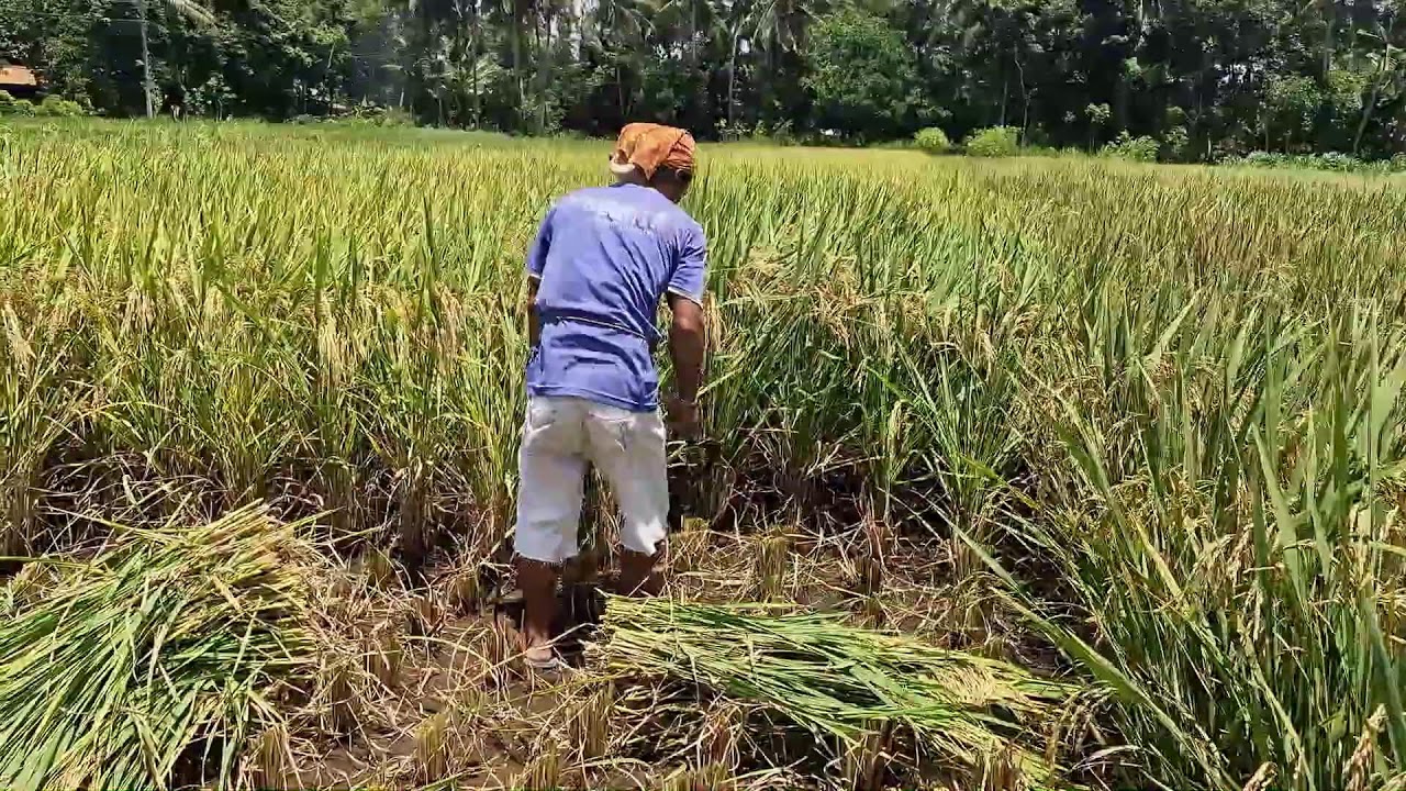 NO MACHINES NEEDED – FAST RICE HARVESTING WITH A SHARP SICKLE! - Agriculture Farming
