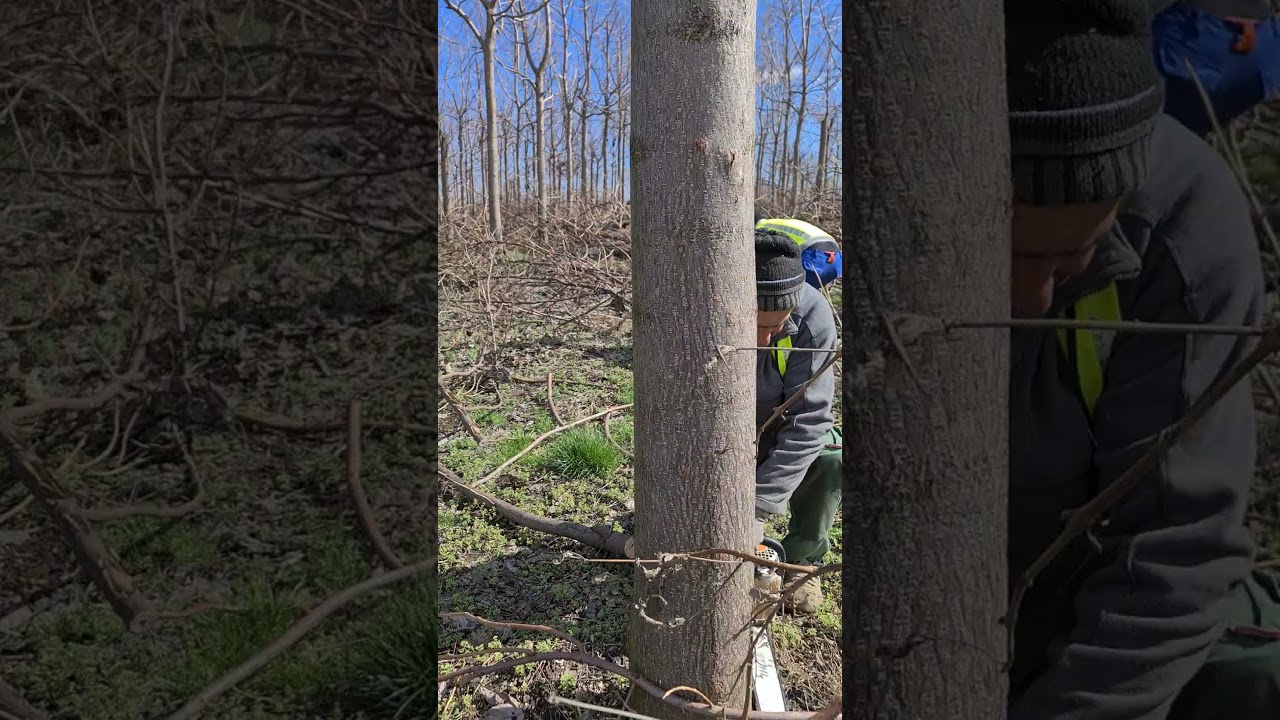 Maturity cutting of a paulownia plantation in Barlad- Romania.