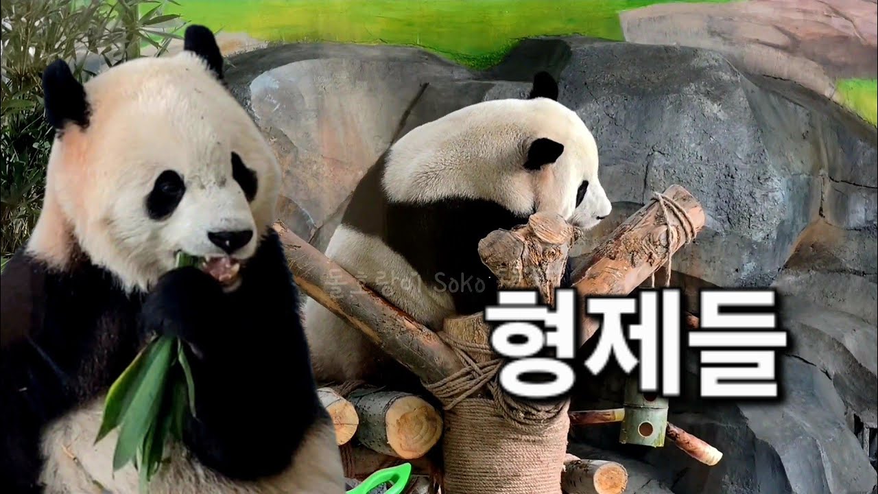 미국으로 간 바오리의 형제들... | 신장 판다 동물원 xinjiang Panda 
