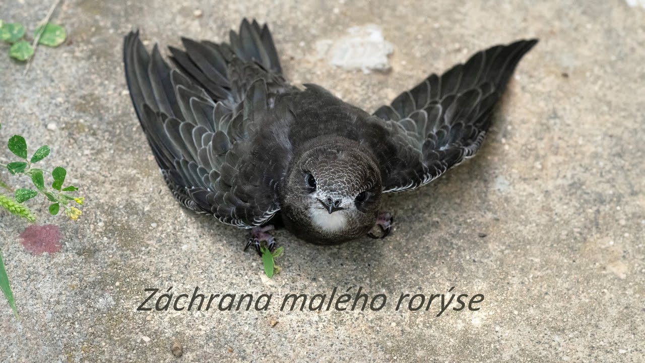 RORÝS