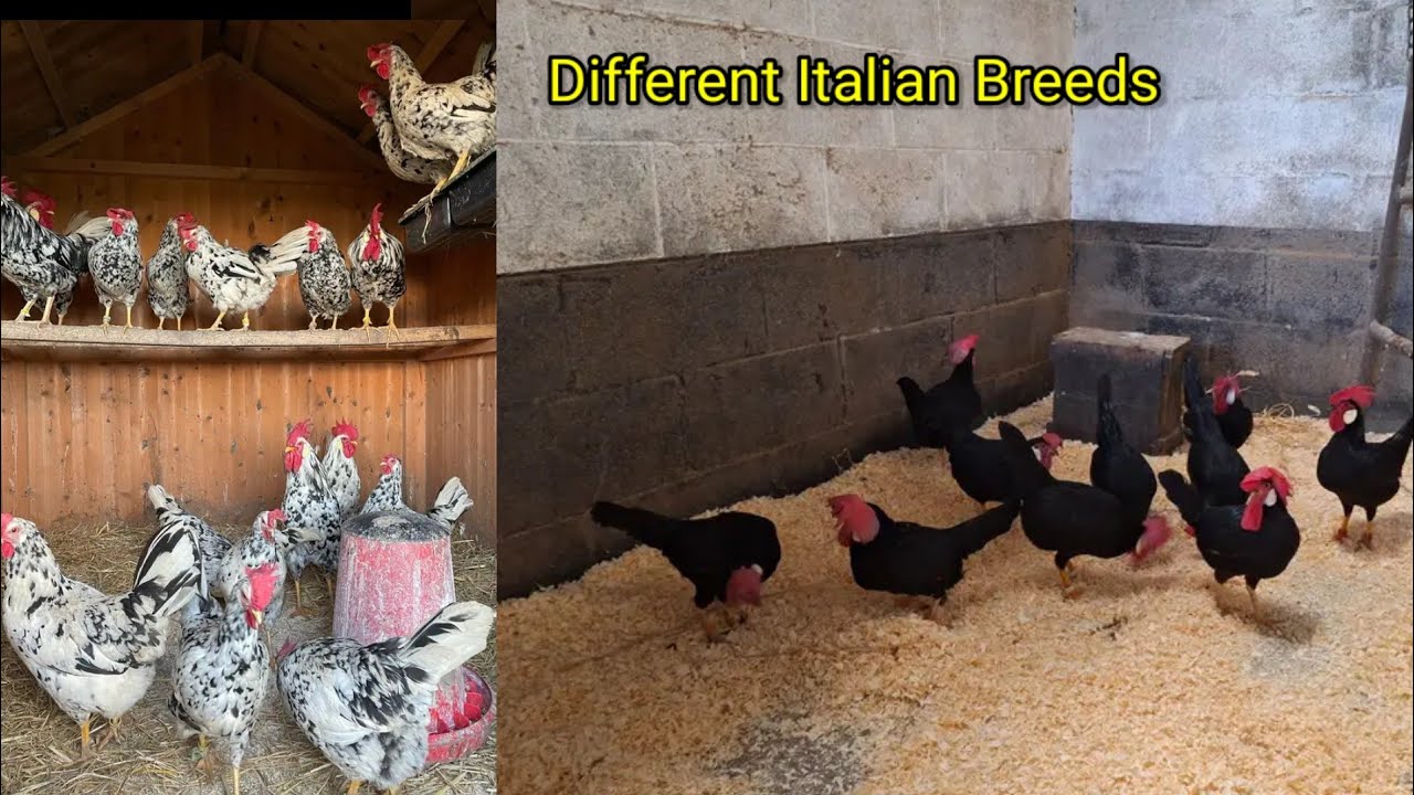 Leghorn chicken breed | italian chicken breed | Backyard chickens