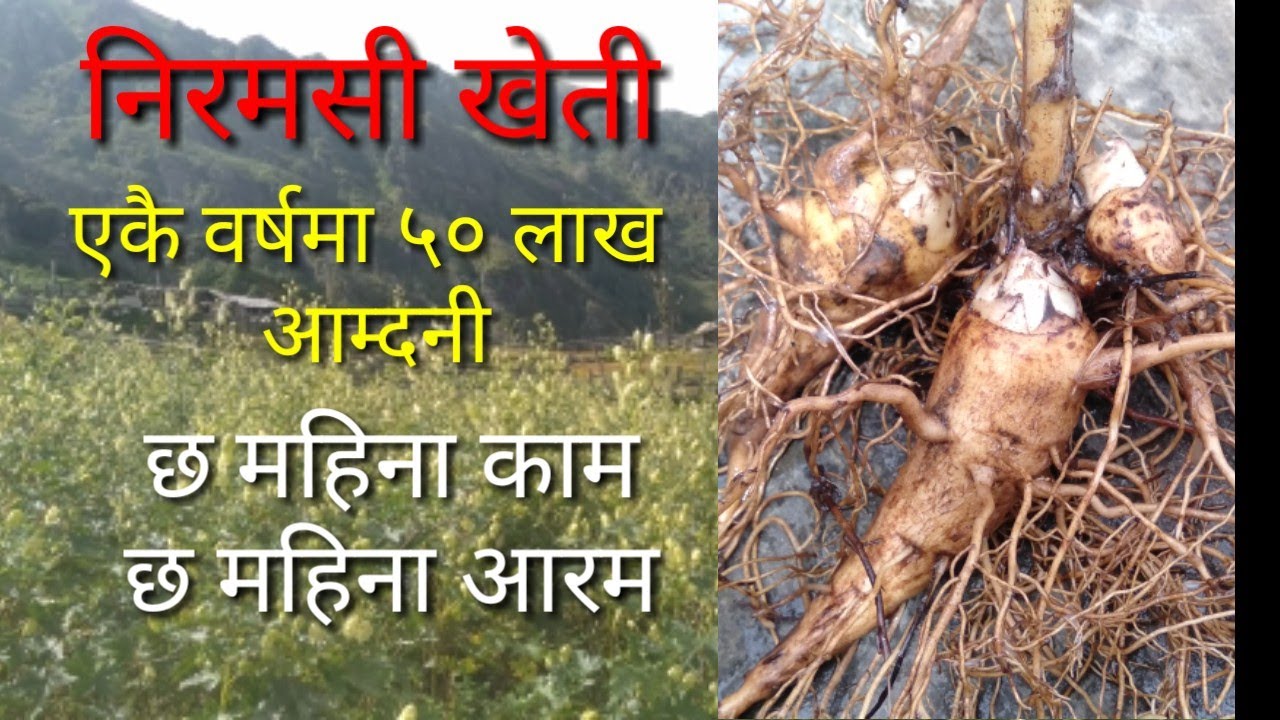 निरसी जडिबुटी खेती गर्ने तरिका How to Cultivate Niramsi Herbs Delphinium denudatum