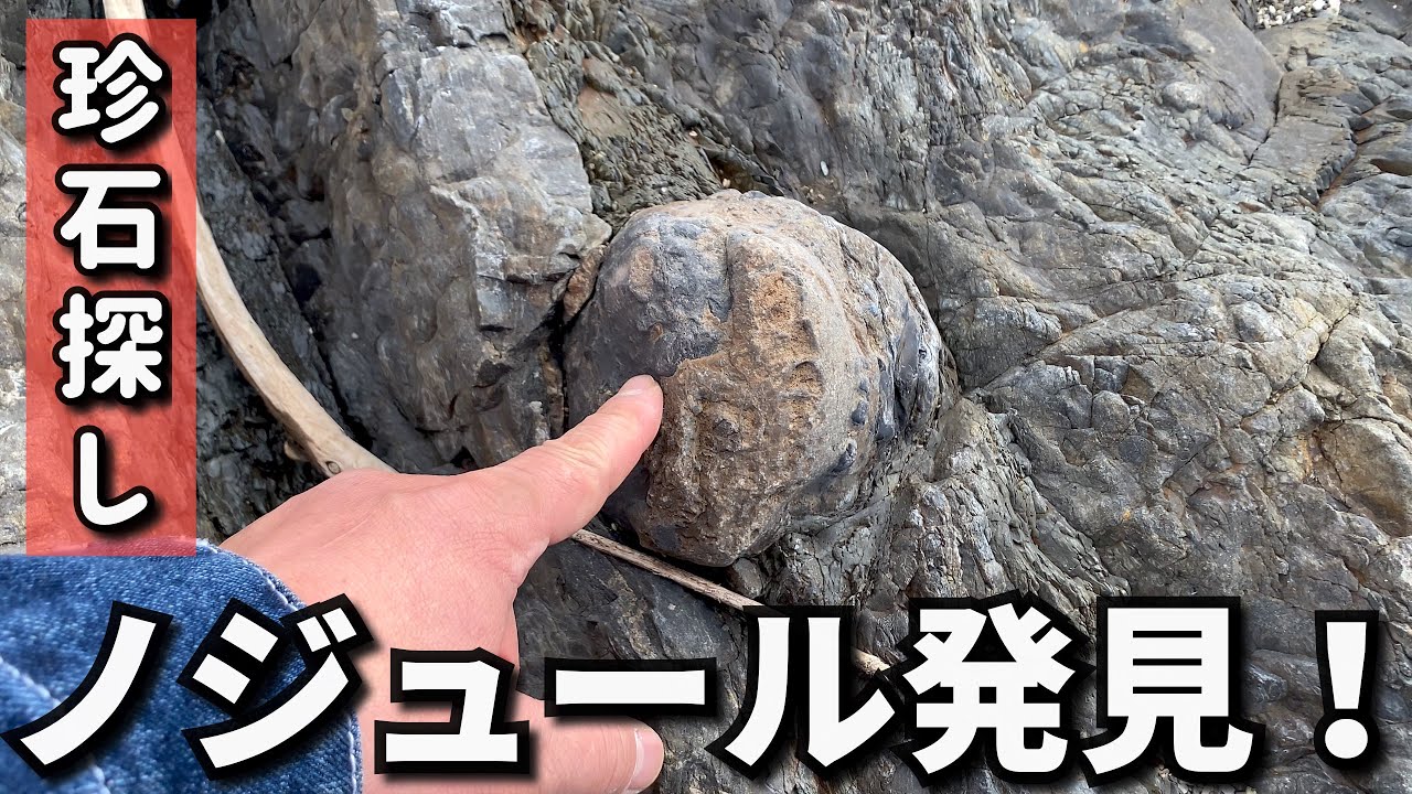 【探石・海編】和歌山にしかないノジュール、瓜谷石（古谷石）を探してみよう【珍石探し】