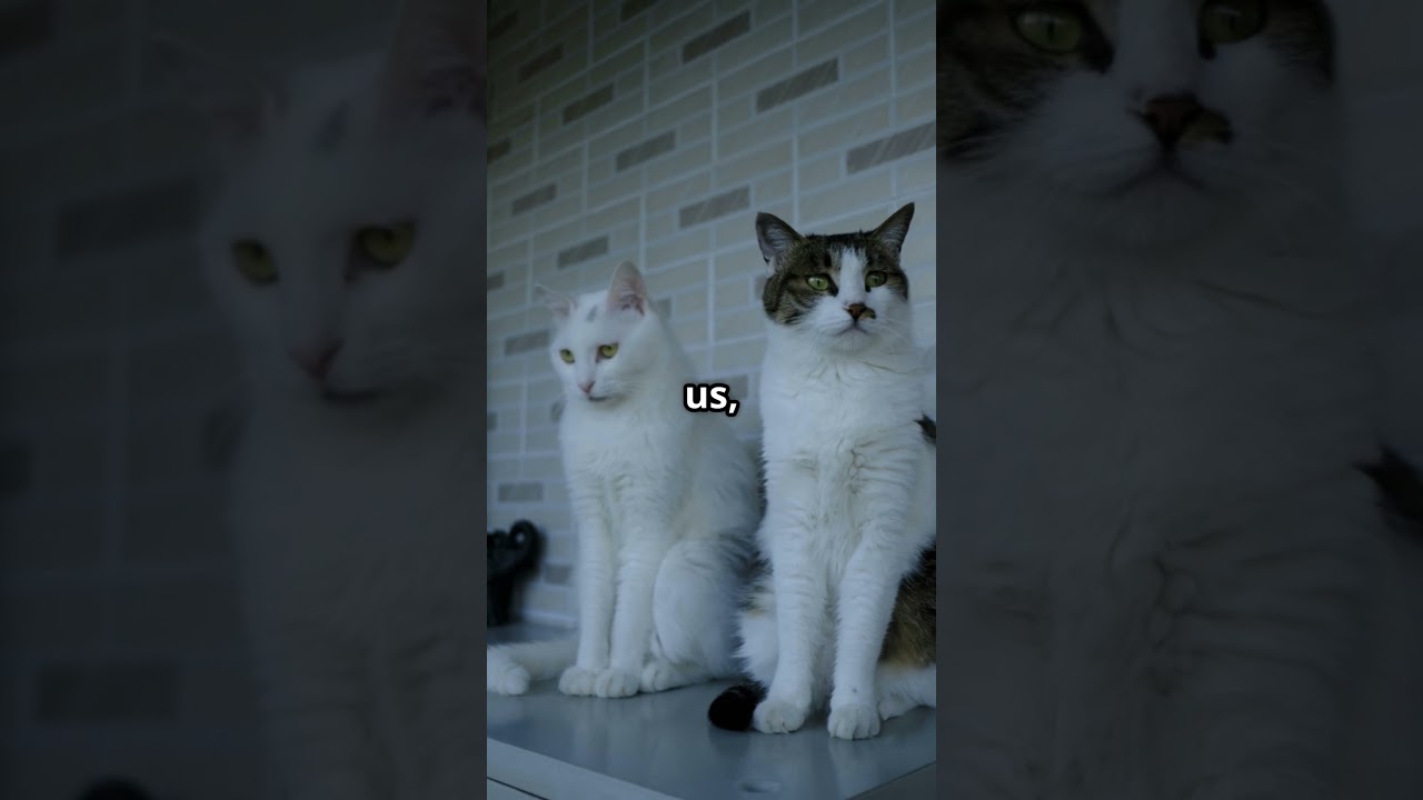 Why Do Cats Change Color  🐱✨