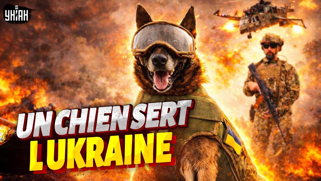 Histoire incroyable! Un chien a SAUVE HEROIQUEMENT sa maitresse et SERT aujourd hui l Ukraine