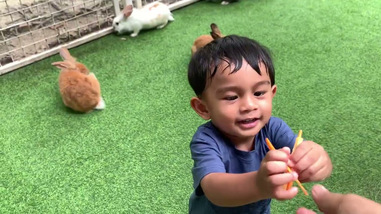 Bermain bersama kelinci