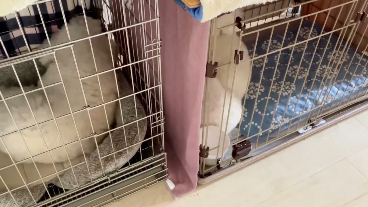寝るも起きるも同時のゼロくんとサンクくん♪