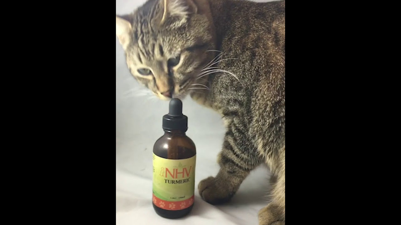 3 Essential Supplements For Your Dog Or Cat