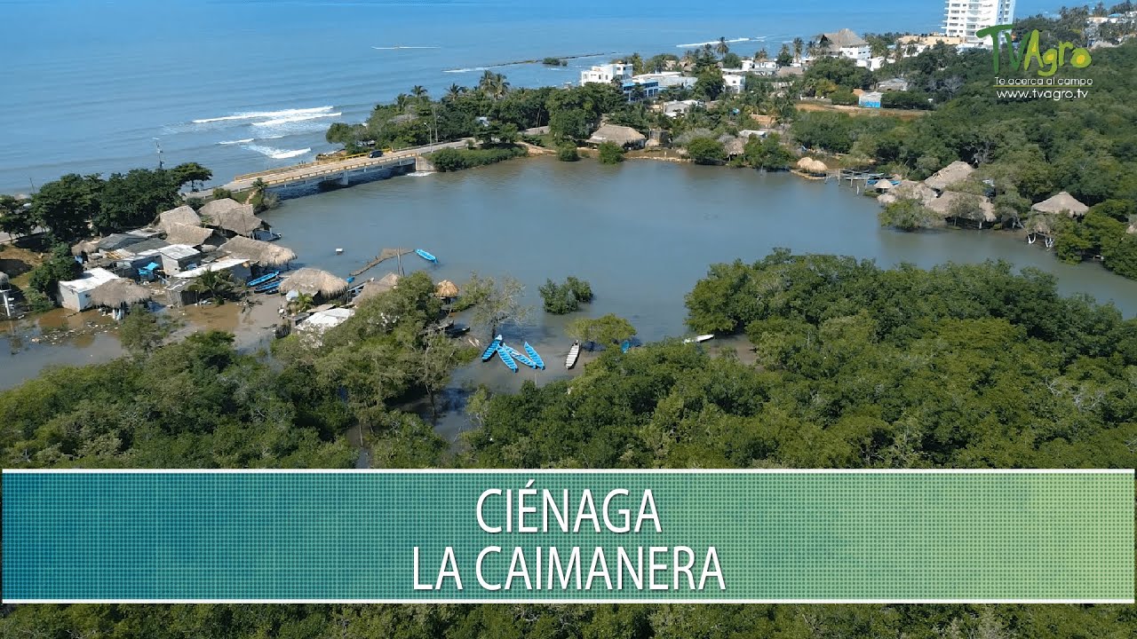 Cienaga La Caimanera - TvAgro por Juan Gonzalo Angel Restrepo