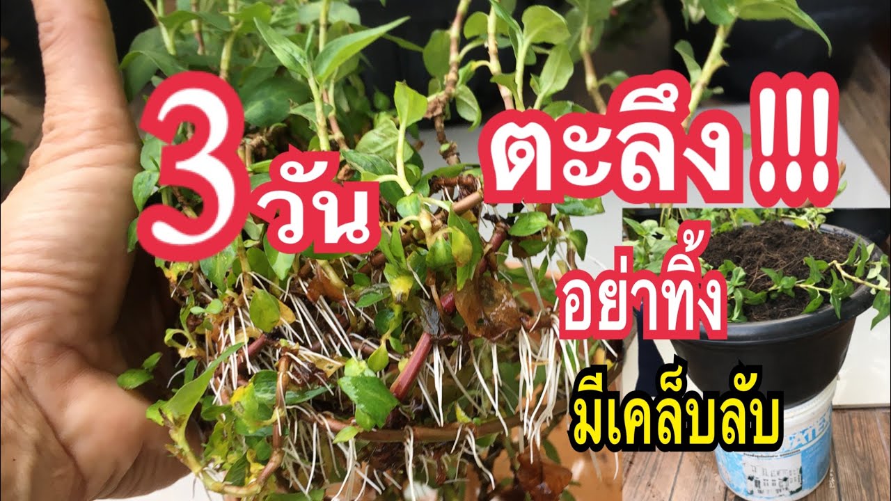 อย่าทิ้ง!!สิ่งนี้รากตรึมพุ่งไม่หยุดวิธีปลูกผักแพวลืมรดนำ้ได้เป็นเดือน #DIY Secrets gardenแม่ก้อยพาทำ