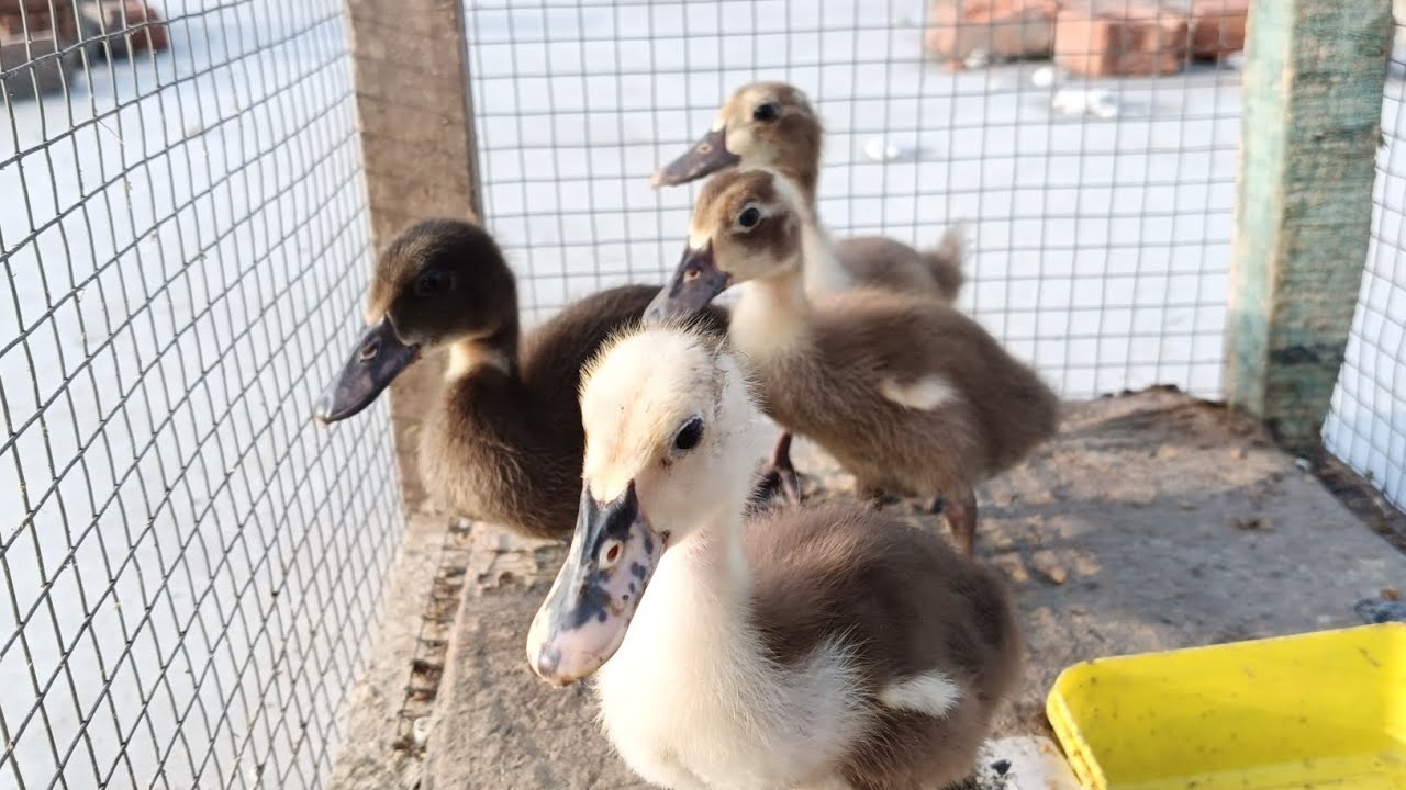 Baby ducks favourite food Ducklings first feed after hatching Care of #Duck #birds