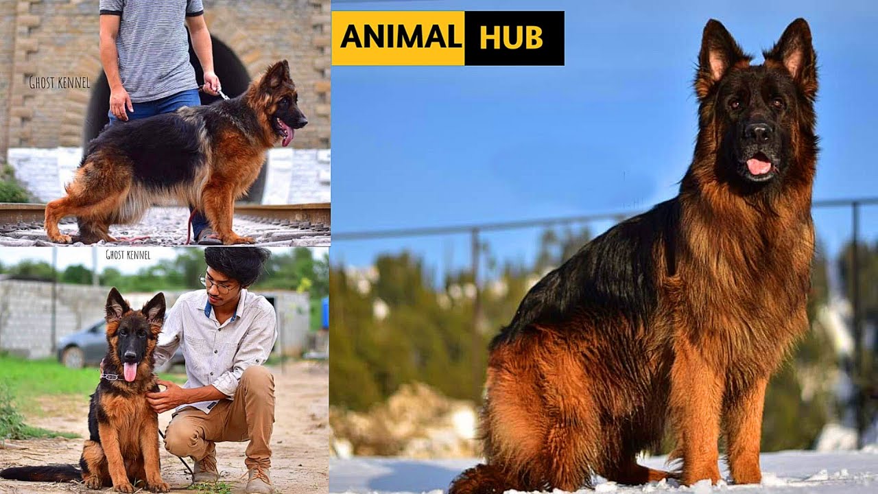 16 Beautiful German Shepherd Long Coat Dogs In Pakistan | GSD Long Coat