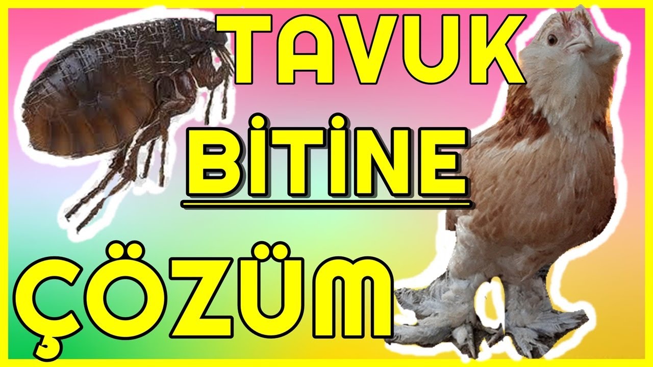 Tavuk Bitine Çözüm - Tavuk Biti Nasıl Temizlenir?