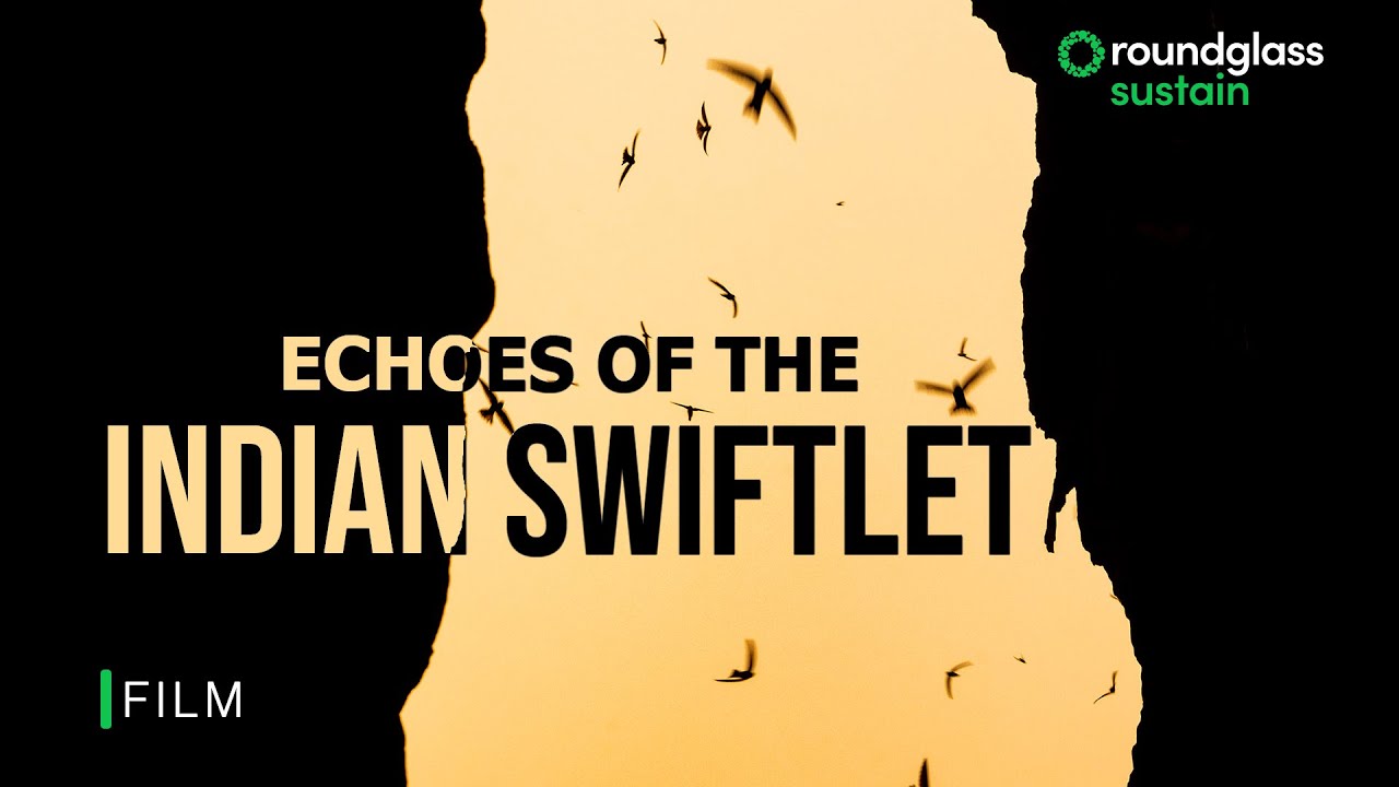 Echoes of the Swiftlets: Exploring the Indian Swiftlet | Vengurla rocks | @RoundglassSustain