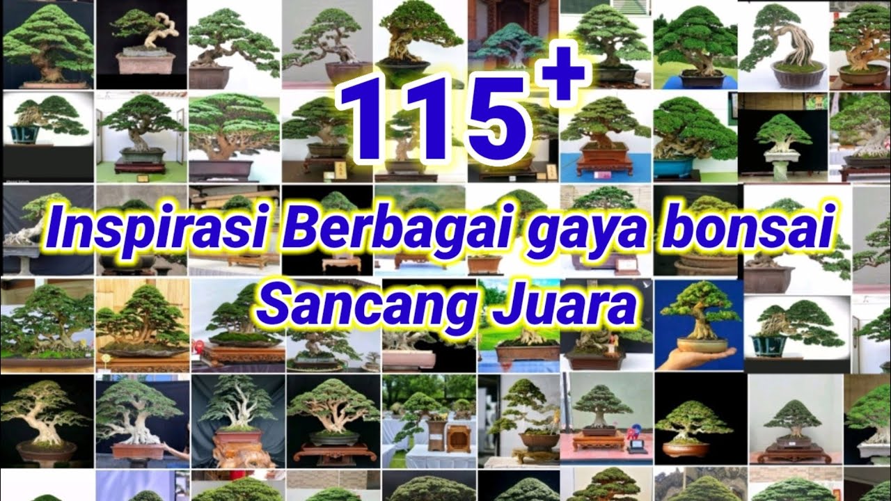 INSPIRASI BONSAI SANCANG TERBAIK