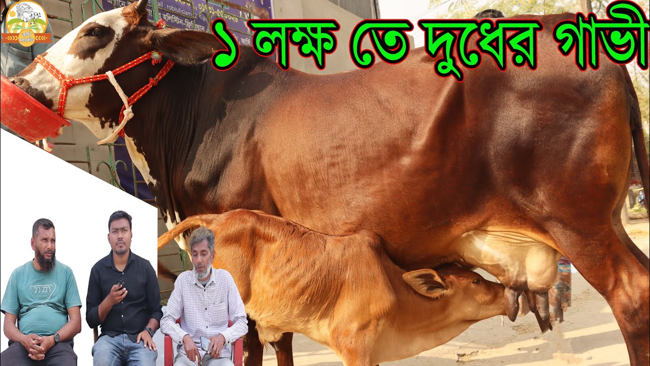 মাত্র ১ লক্ষ টাকাই বাচ্চাসহ দুধের গাভী । ফ্লেকভি জার্সি গিরসহ আনকমন কালেকশন সিঙ্গাপুর প্রবাসীর