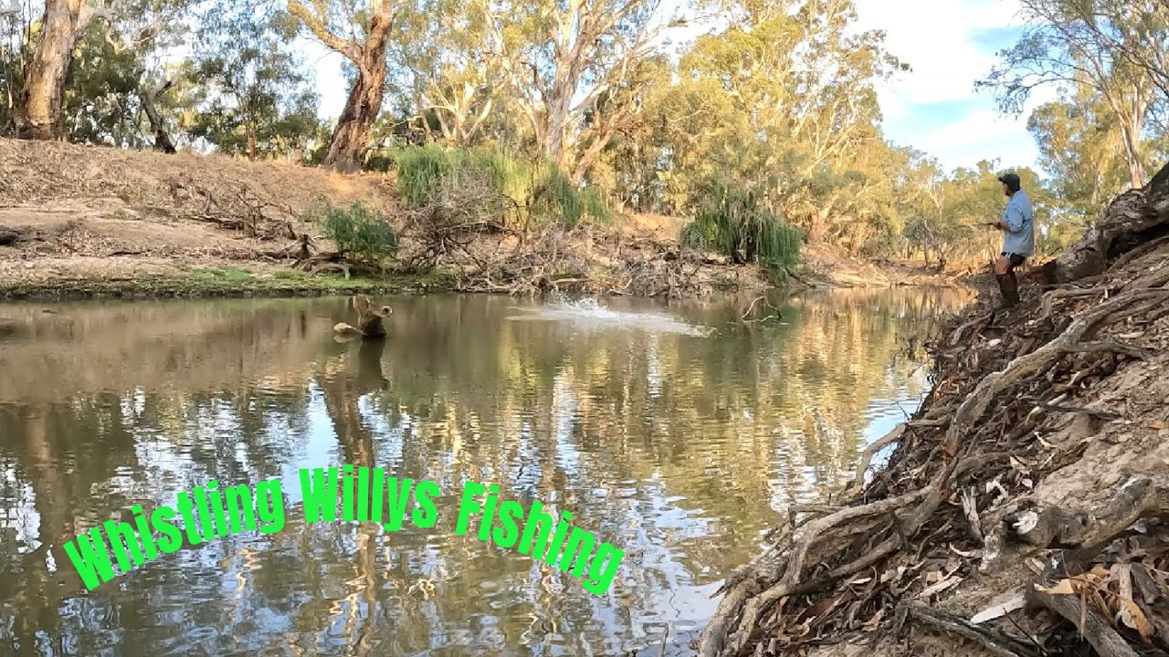 Lower Lachlan River Murray Cod Heard my Whistle and Ate My Lures